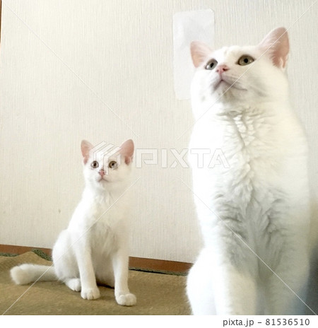 そっくり親子 そっくり親子 81536510