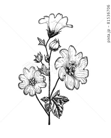 Althaea Botanical plant illustration. Vintage herbaceous perennial herbs. Hand drawn floral bouquets 81536706