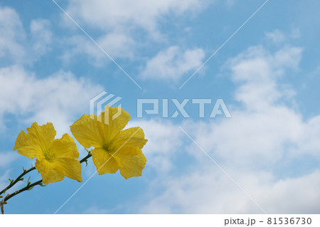 ヘチマの花と夏の青空 ヘチマの花と夏の青空 81536730