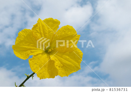 ヘチマの花（雄花）と夏の青空 81536731