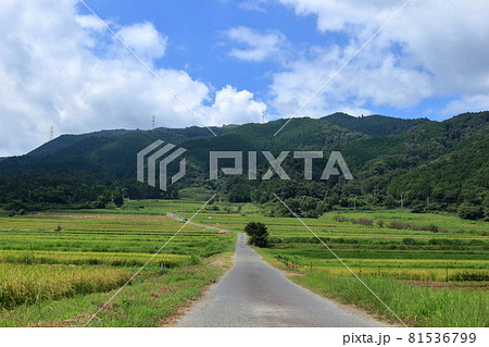 伊香立の棚田の風景 81536799