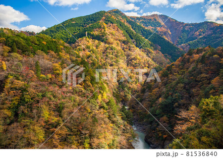 日本の車窓から　紅葉の大井川鐵道井川線 81536840