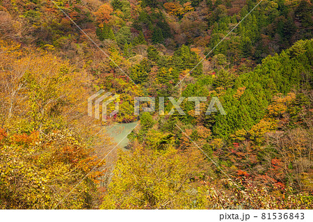 日本の車窓から　紅葉の大井川鐵道井川線 81536843