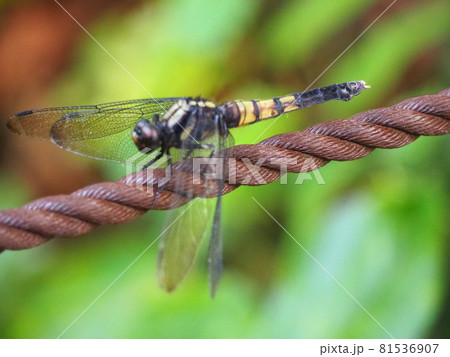 オオシオカラトンボ オオシオカラトンボ 81536907