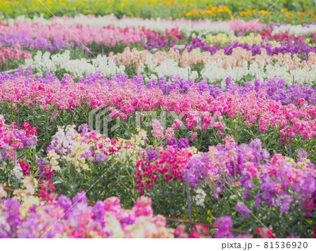 白間津のお花畑（千葉県南房総市） 81536920