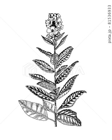 Mullein or verbascum. Botanical plant illustration. Vintage herbaceous perennial herbs. Hand drawn Mullein or verbascum. Botanical plant illustration. Vintage herbaceous perennial herbs. Hand drawn 81536933