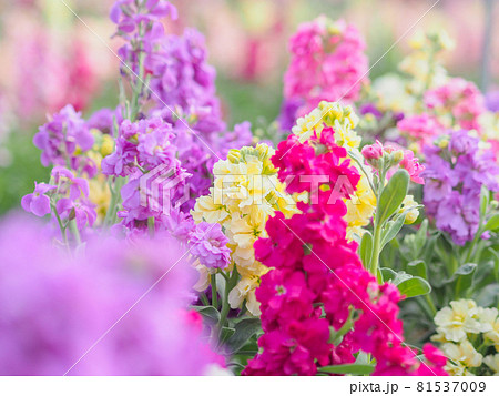 白間津のお花畑 カラフルストック 千葉県南房総市 の写真素材
