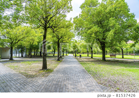 自然に恵まれた多摩ニュータウンの公園 81537426