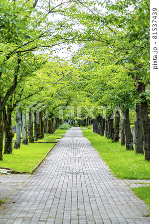 自然に恵まれた多摩ニュータウンの公園 自然に恵まれた多摩ニュータウンの公園 81537439