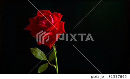 黒バックの赤いバラ 黒バックの赤いバラ 81537646