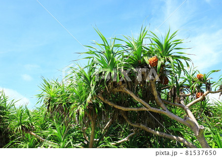 宮古島　アダンの木 81537650