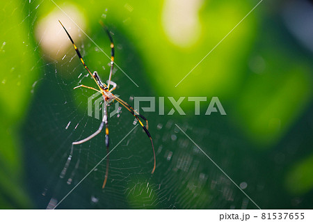 Closeup Animals view of spider 81537655
