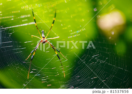 Closeup Animals view of spider 81537656