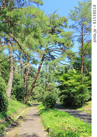 中山道　笠取峠の松並木 81538018