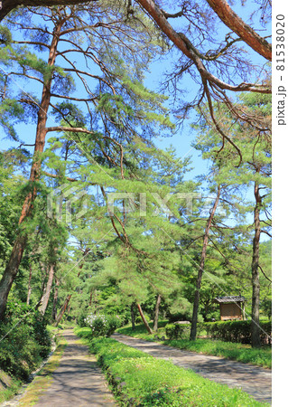 中山道　笠取峠の松並木 81538020