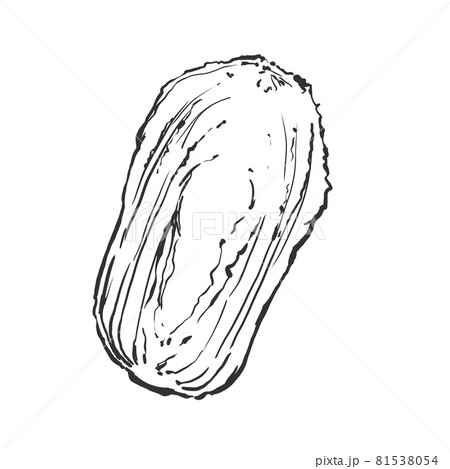 半割白菜の和風手描き線画イラスト 半割白菜の和風手描き線画イラスト 81538054
