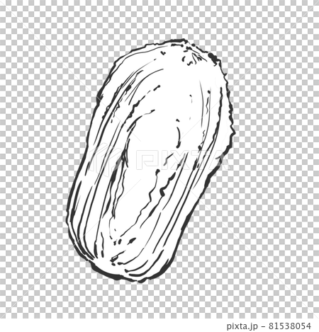 半割白菜の和風手描き線画イラスト 半割白菜の和風手描き線画イラスト 81538054