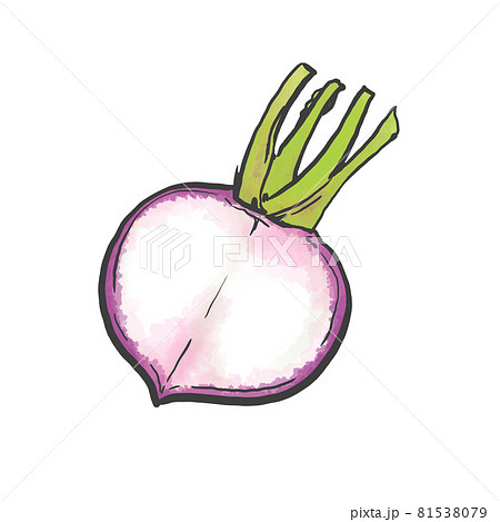 半割の赤かぶの和風手描きイラストのイラスト素材 半割の赤かぶの和風手描きイラストのイラスト素材