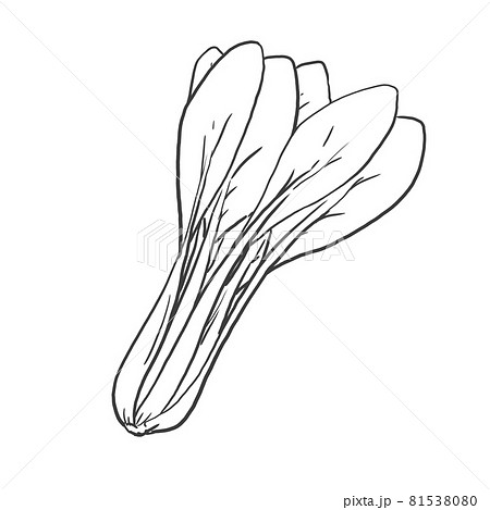 小松菜の和風手描き線画イラストのイラスト素材 [81538080] - PIXTA
