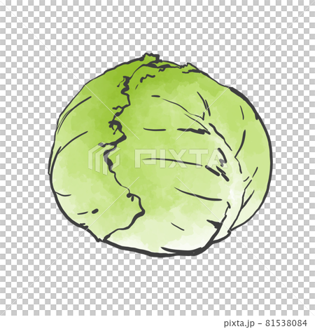キャベツの和風手描きイラスト 81538084