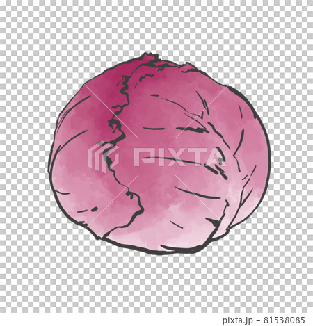 むらさきキャベツの和風手描きイラスト 81538085