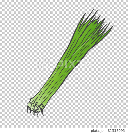 Japanese style hand-drawn illustration of green onion Japanese style hand-drawn illustration of green onion 81538093