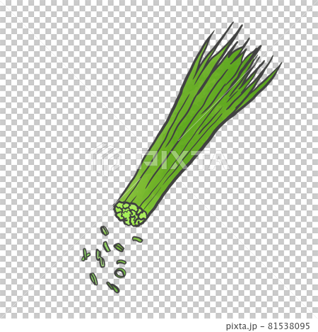 Japanese style hand-drawn illustration of green onion Japanese style hand-drawn illustration of green onion 81538095