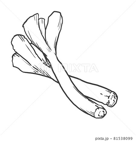 深ネギの和風手描き線画イラスト 深ネギの和風手描き線画イラスト 81538099