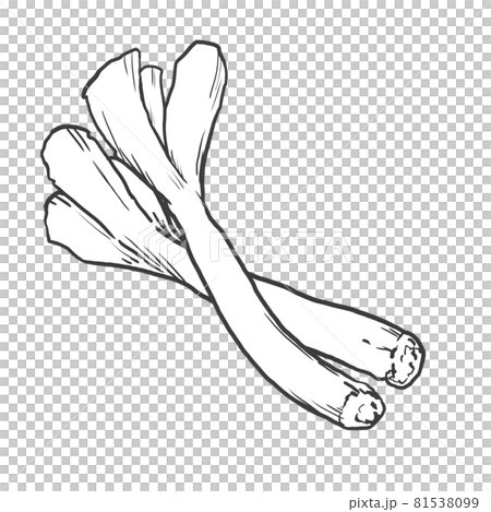 深ネギの和風手描き線画イラスト 深ネギの和風手描き線画イラスト 81538099