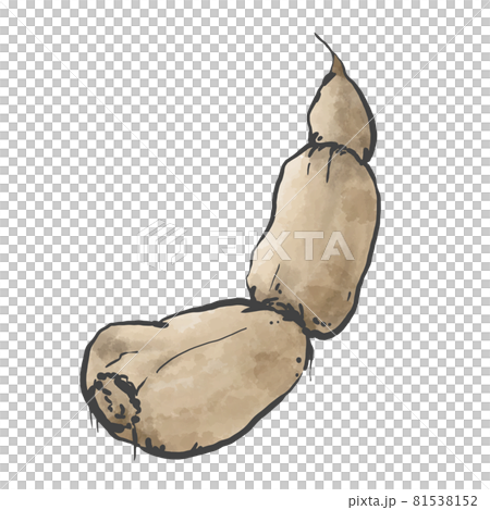 日式蓮藕手繪插畫 日式蓮藕手繪插畫 81538152