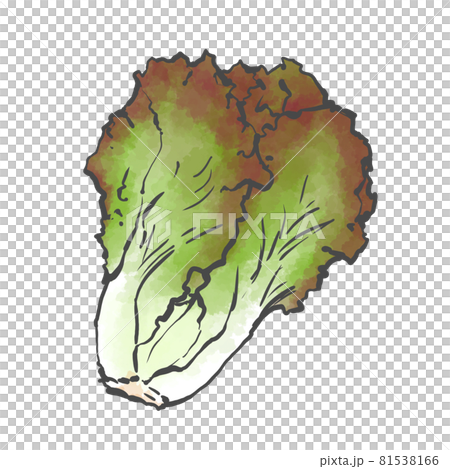 Japanese style hand-drawn illustration of sunny lettuce 81538166