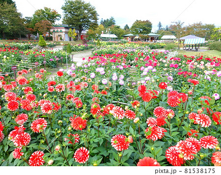 満開のダリア　天竺牡丹 81538175