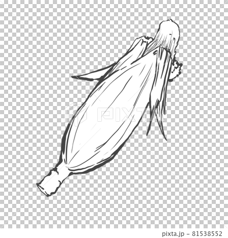 トウモロコシの和風手描き線画イラスト トウモロコシの和風手描き線画イラスト 81538552