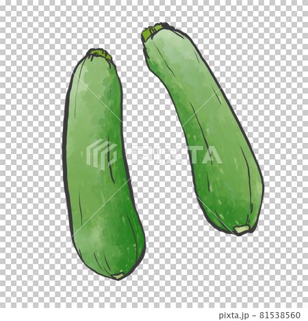 ズッキーニの和風手描きイラストのイラスト素材