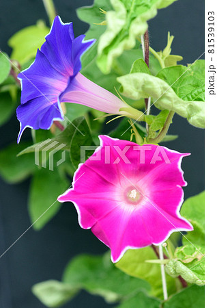 優しい光でアサガオを 81539103