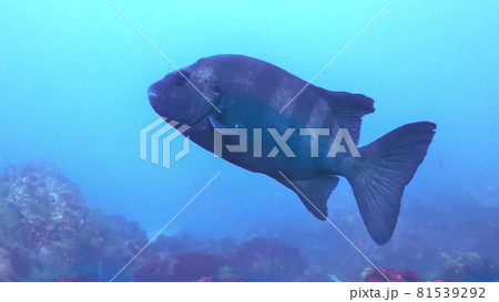海中で泳ぐイシダイ/石鯛/シマダイ　水中撮影 81539292