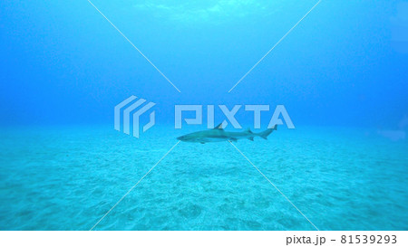 海中で泳ぐ小型のサメ・ドチザメ　千葉県　館山 81539293