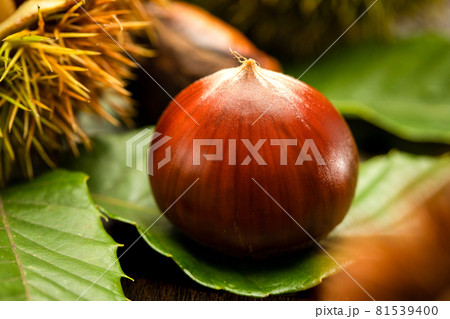 日の光の当たった採れたての栗のクロースアップ 81539400