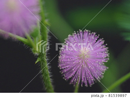 オジギソウの花 オジギソウの花 81539897