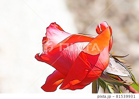 パステル調 ”満開のバラの花” イラストイメージ パステル調 ”満開のバラの花” イラストイメージ 81539931