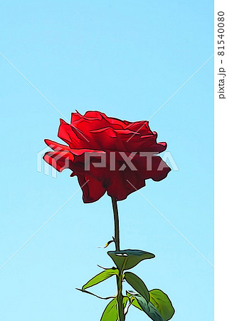 パステル調　”青空と満開のバラの花”　イラストイメージ 81540080