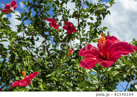 沖縄のイメージ 青い空と赤いハイビスカス 沖縄のイメージ 青い空と赤いハイビスカス 81540104