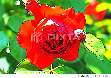 パステル調 満開のバラの花 イラストイメージのイラスト素材