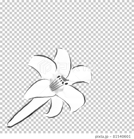 Flower illustration (Easter lily) 81540601