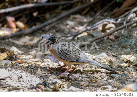 The spotted dove (Spilopelia chinensis) is a small and somewhat long-tailed pigeon that is a common resident breeding bird across its native range 81540603