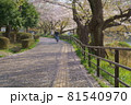 三ツ池公園の桜 81540970