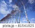 白樺並木 81541025