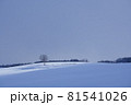 美瑛の雪原 81541026