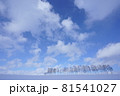 白樺の並木 81541027