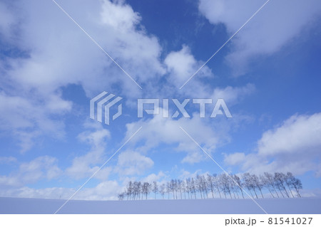 白樺の並木 白樺の並木 81541027